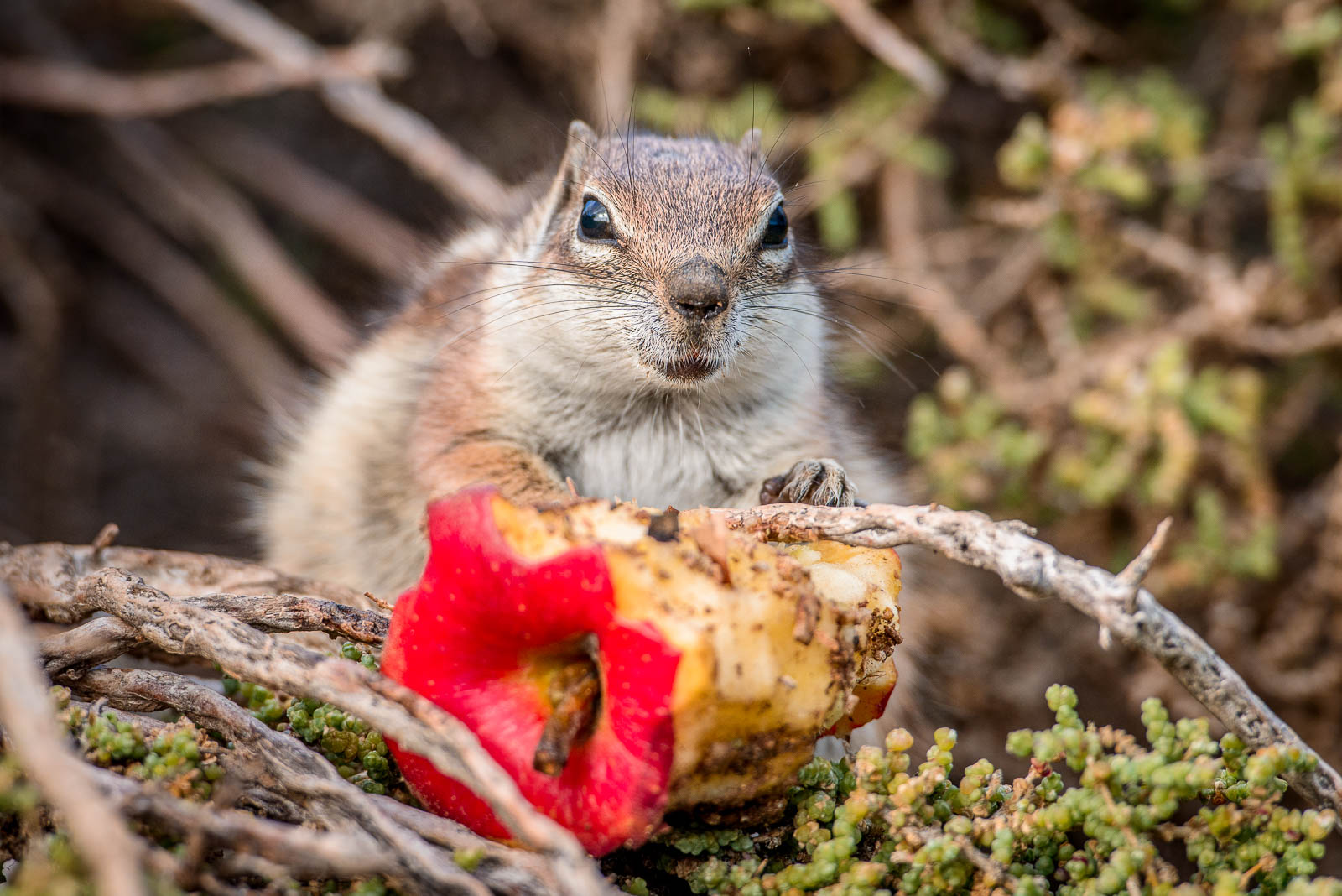 Nordafrikanische Borstenhörnchen