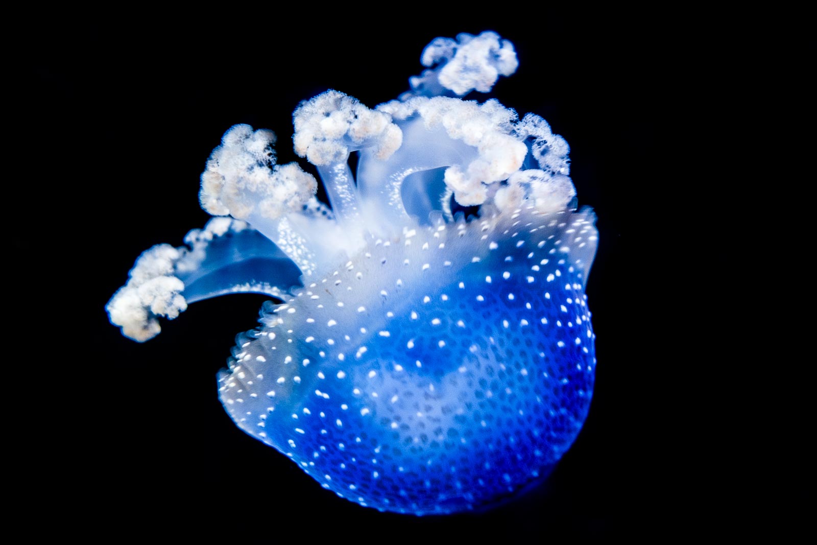 Quallen (Jellyfish)