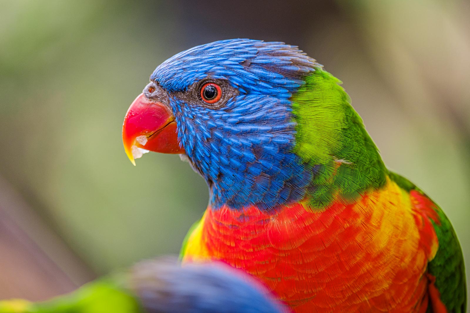 Lorikeet