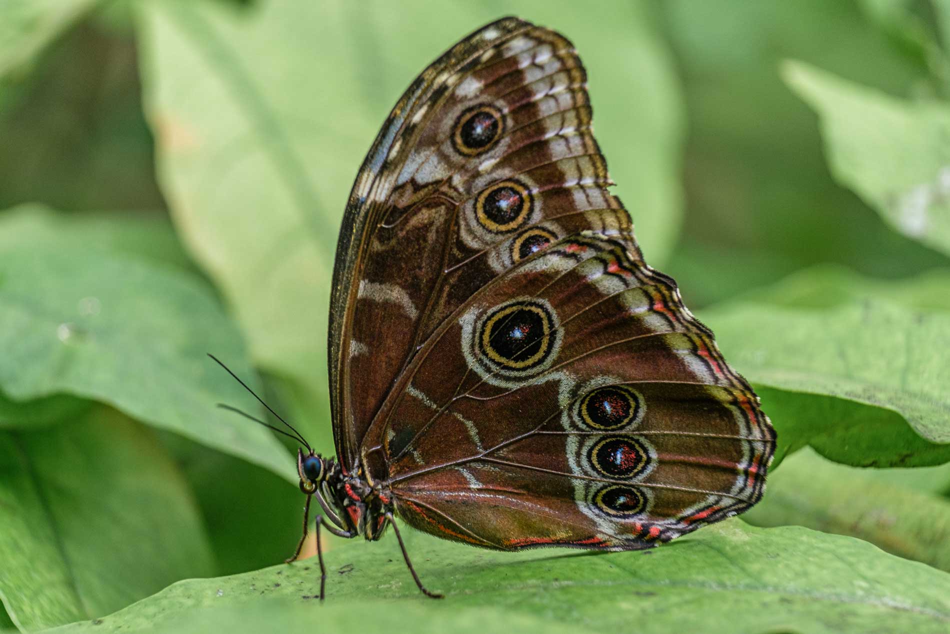 Der Caligo memnon (Bananenfalter / Owl Butterfly) mit seinen auffälligen Augenflecken