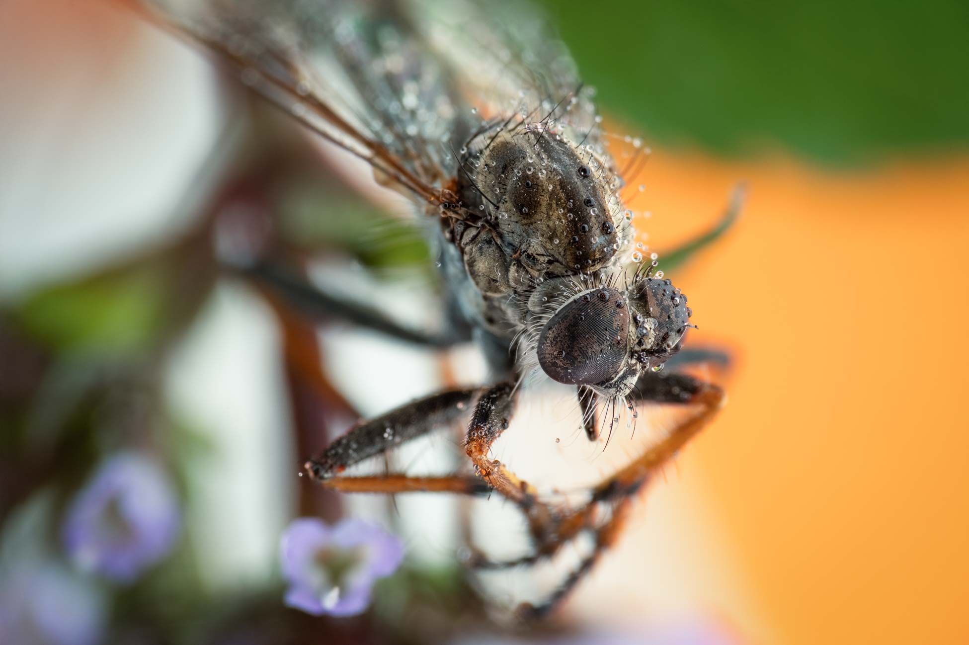 Makroaufnahme einer Raubfliege mit Wassertropfen auf einer Blüte, Garten bei Frankfurt, August 2026